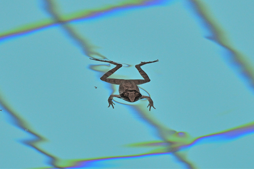 5 Ways How To Keep Frogs Out Of Pool Areas