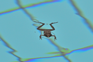 Keep Frogs Out Of Pool Areas